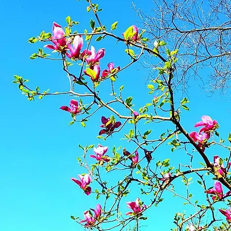 天鹅湖公寓 巴斯基里奥